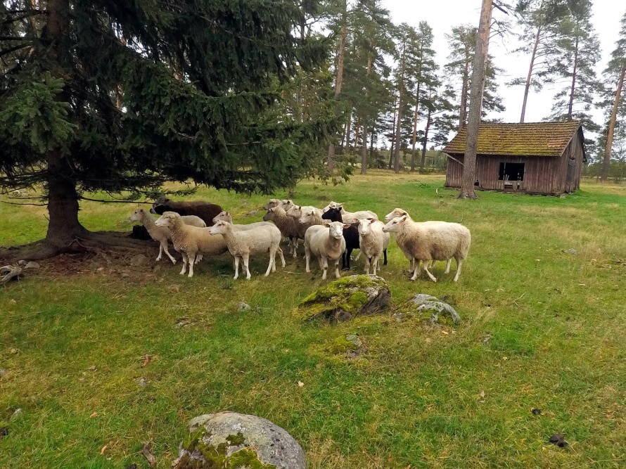 Aikuisia lampaita ja nuoria uuhia-perinnebiotoopilla.-Kuva-Arja-Leppänen Aikuisia lampaita ja nuoria uuhia-perinnebiotoopilla.-Kuva-Arja-Leppänen