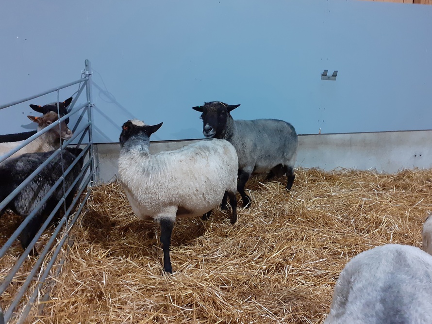 Hoito astutus uuhi kiimassa pässi kosii. Kuva Sari Heltelä