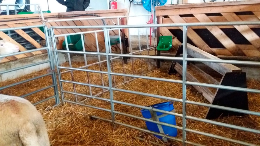 Karitsabaari lampolassa. Kuva Sari Heltelä