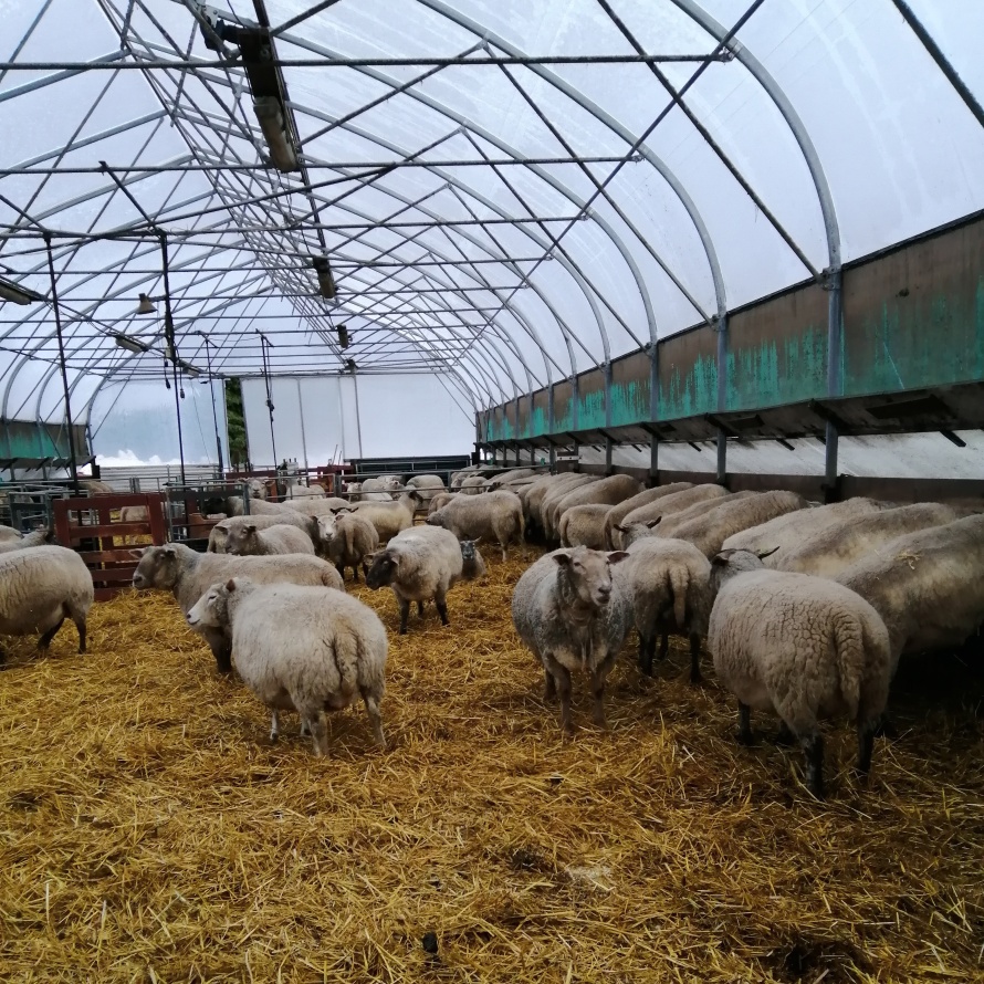 Kevytlampola (kasvihuonelampola) sisältä.