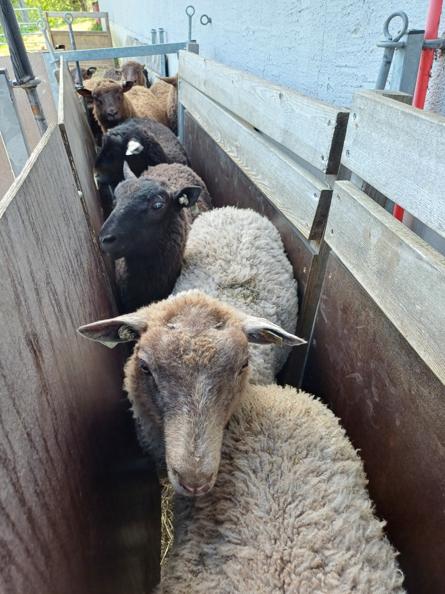 Karitsoita ulkorännissä.