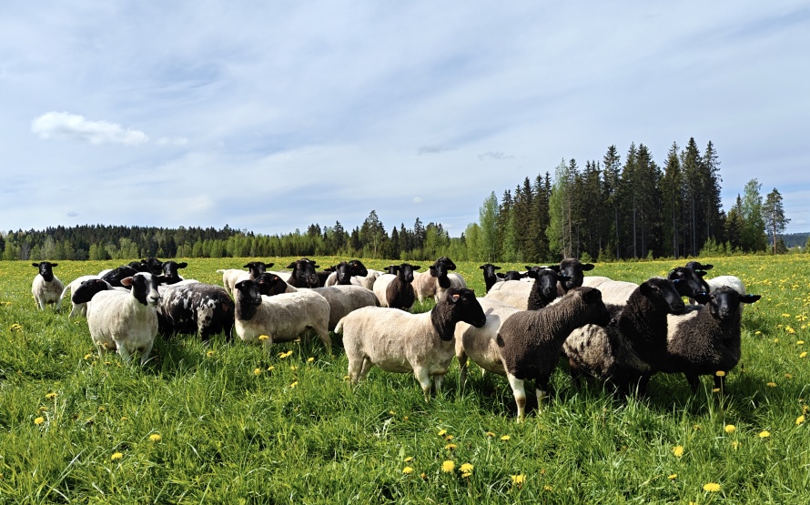 Dorperristeytykset laitumella Dorperristeytykset laitumella